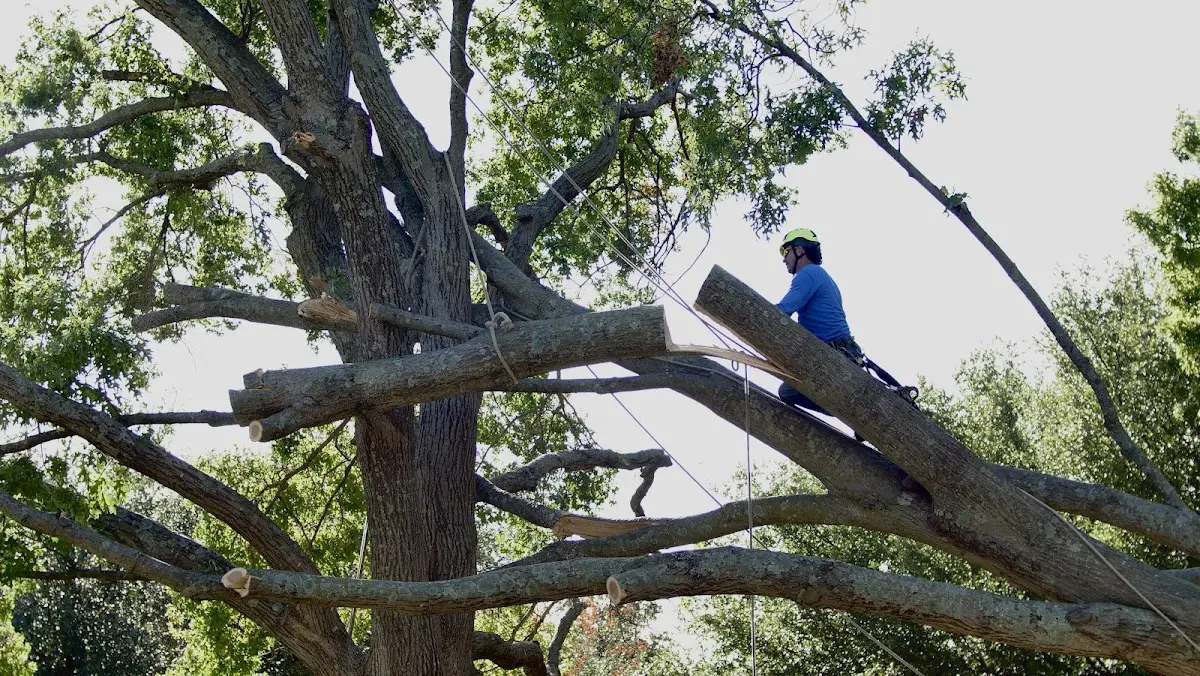 Professional Crown Thinning performed by certified arborists in Cuthbert