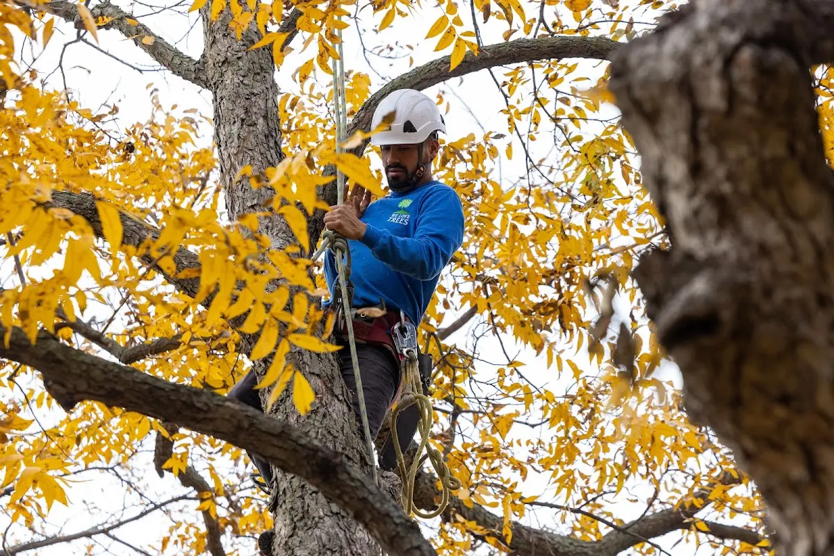 Skilled Tree Planing crew working in Cuthbert